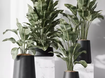 HQ Plants Bird Of ParadiseBird Vase Set05 Free 3D model