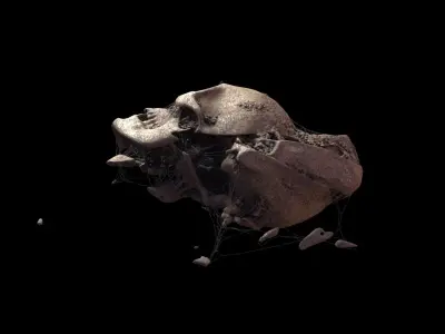 Broken Skull with Spider webs 3 3D model