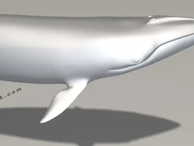 Minke Whale - Balaenoptera Acutoro - Adult Male - Pose 3 - 3D model