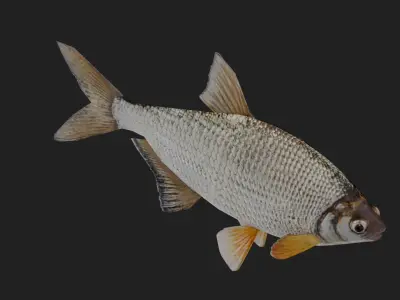 Bream Low-poly 3D model