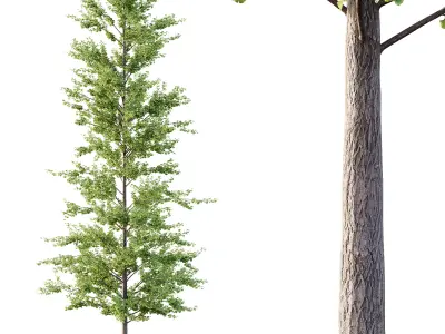 Maidenhair Ginkgo Biloba Tree 10 3D model