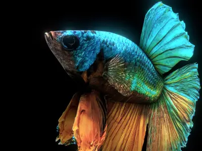 BETTA SPLENDENS Low-poly 3D model