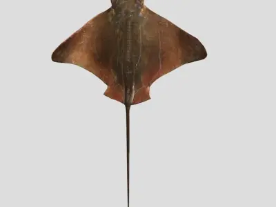 Eagle Ray Realistic Animated Low-poly 3D model