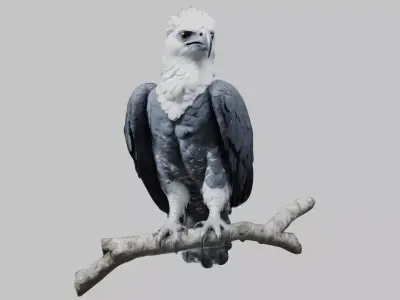 3D Harpy Eagle Model Low-poly 3D model
