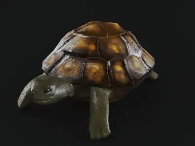 Turtle low poly for CG model Low-poly 3D model