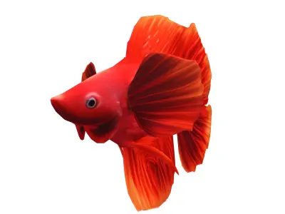 Aquarium Fish Collection - 17 Set 3D model