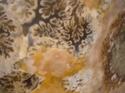 Ammonite Fossil Scene Prop 3D model