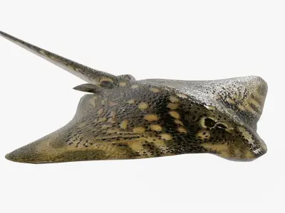 Manta Ray Low-poly 3D model