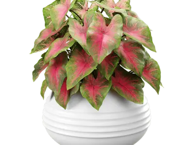  Caladium Potted Plant Model, Red 