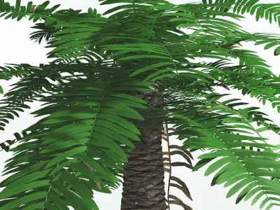 EVERYPlant Pseudoctnis Cycad 2 --12 Models-- 3D model