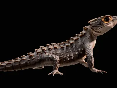 Crocodile Skink Lizard Rigged PBR 3D model