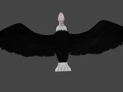 Vulture low poly fully rigged 4 Low-poly 3D model