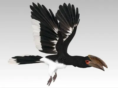 Trumpeter Hornbill Low-poly 3D model