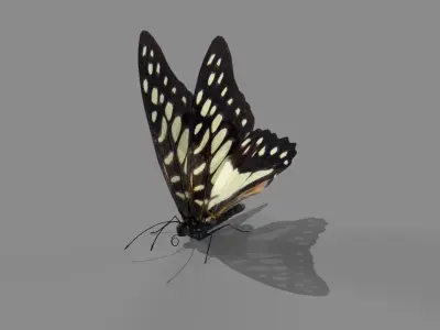 Butterfly realistic 3D model