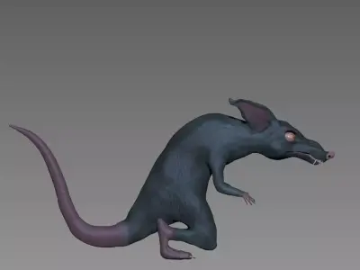 Rat model Free 3D model