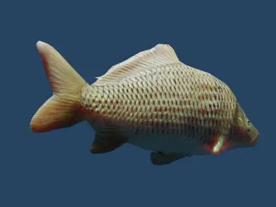 common carp  Low-poly 3D model