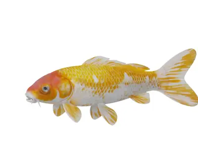 Nishikigoi Koi Fish Low-poly 3D model
