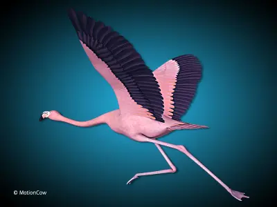 Flamingo Pink - Flight 3D model