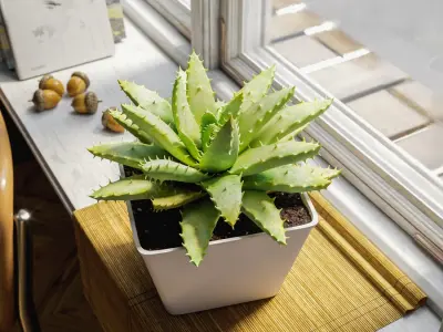  Short Leaved Aloe Succulent Potted Plant Model 
