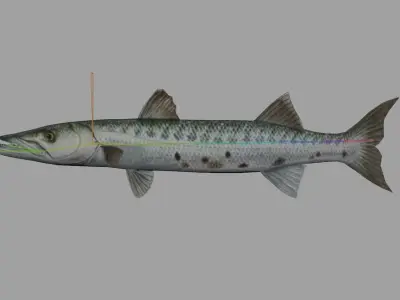 Barracuda  Realistic Animated Low-poly 3D model