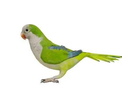 Monk Quaker Parrot Bird Low-poly 3D model