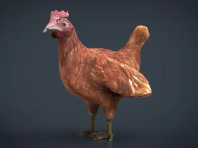 Chiken rooster Low-poly 3D model