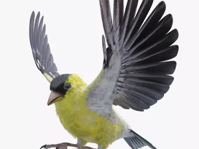 GoldFinch - BLENDER Low-poly 3D model