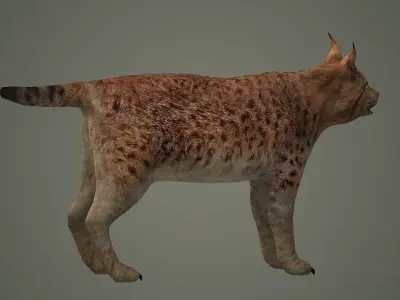 lynx lion lioness leopard animal wildlife bobcat animals 3D model