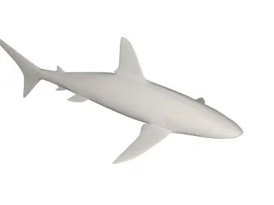 Shark wild animals 3D model
