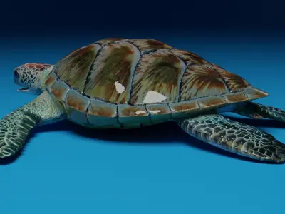 Rigged Green Sea Turtle 3D model