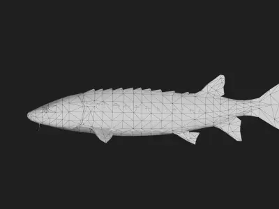 Sturgeon Low-poly 3D model