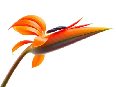Vibrant Bird of Paradise model pack Low-poly 3D model