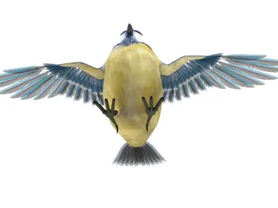 Blue titmouse bird Low-poly 3D model