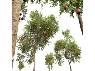 New Plant High detail Punica Granatum Pomegranate 3D model