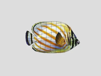 Clown Butterfly Realistic Animated Low-poly 3D model