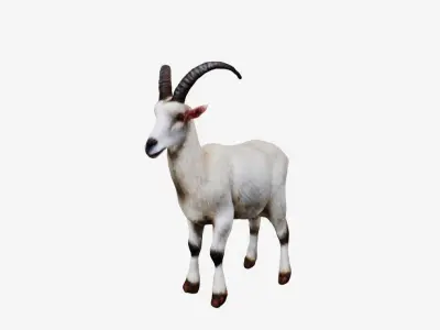 White Goat 3D model