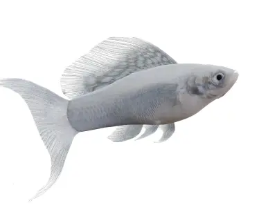 Molly Silver Lyretail Fish Low-poly 3D model