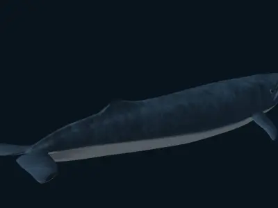 Blue Whale 3D model