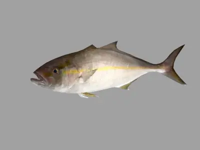 Amberjack Realistic Animated Low-poly 3D model