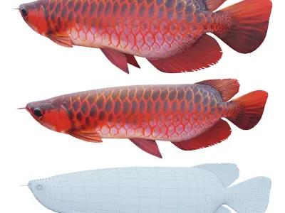Red dragon fish Low-poly 3D model