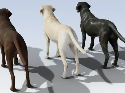 Labrador Retriever pack Rigged Low-poly 3D model