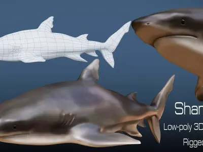 Shark  Rigged Low-poly 3D model