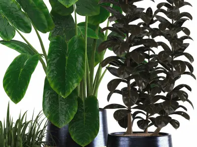 indoor plant set018 3D model