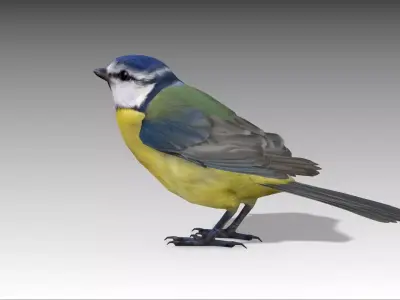 Blue tit Low-poly 3D model