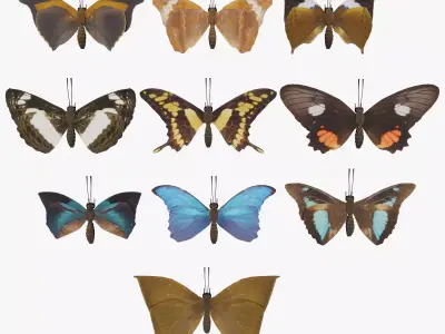 Butterfly Collection PBR Rigged Animated 3D model