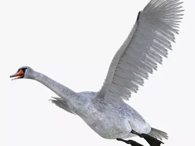 Swan bird rigged 3d model Low-poly 3D model