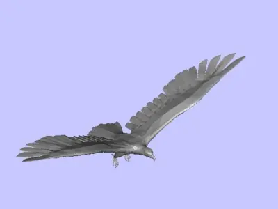 eagle in flight Free 3D model