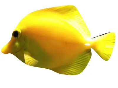 Yellow Tang Tropical Fish  3D model