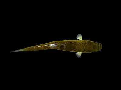Sucker Minnow 3D model