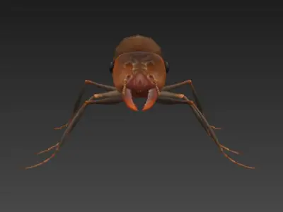 ant 3d Low-poly 3D model